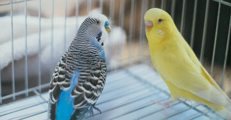 Reasons You Shouldn't Pet A Bird