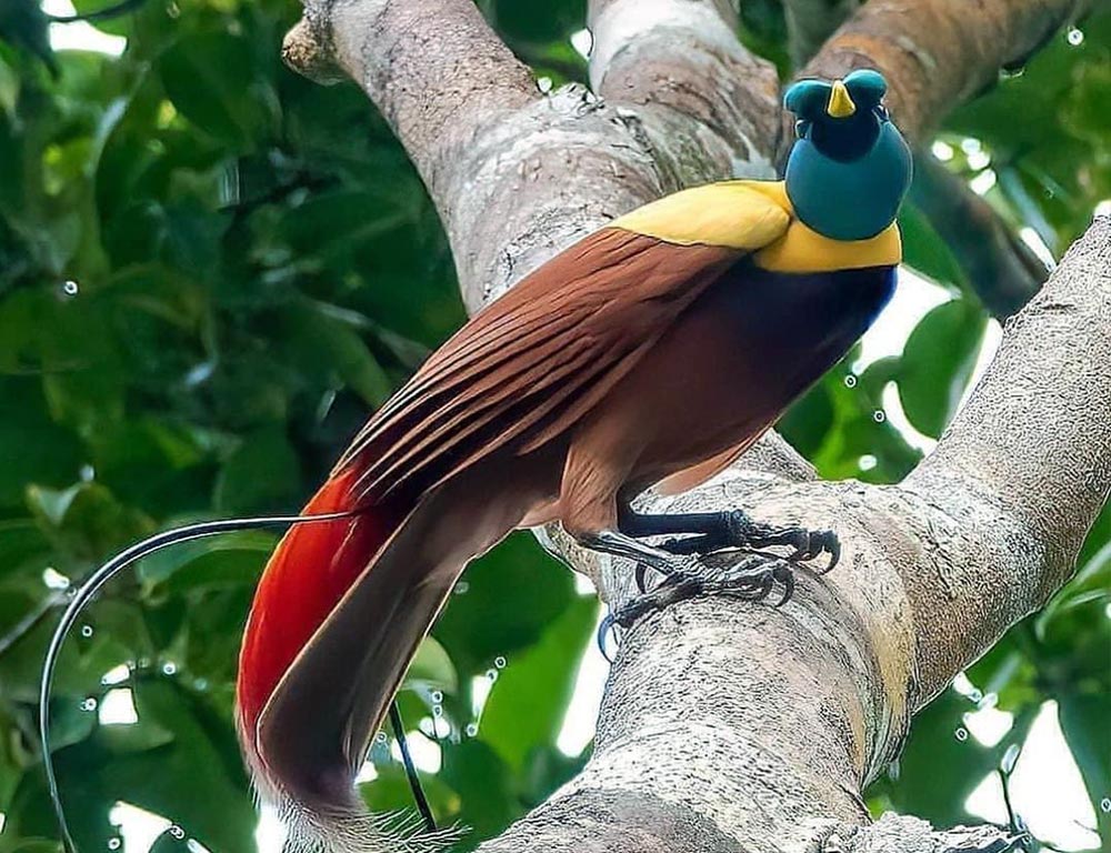 Red Bird-of-paradise