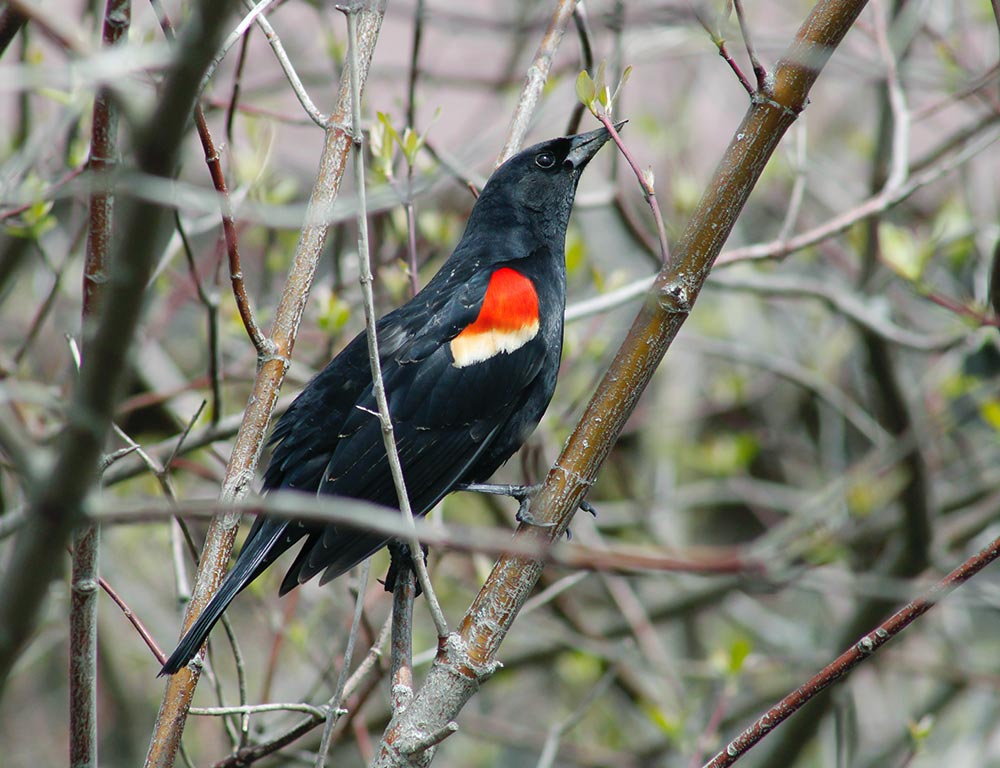 Red-Winged Blackbird