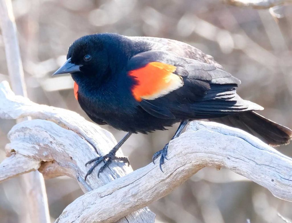 Red-winged blackbird 15