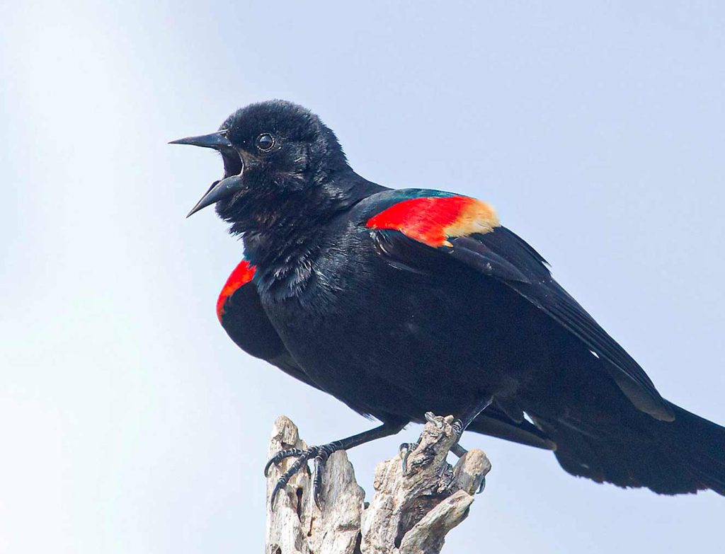 Red-Winged Blackbird 21