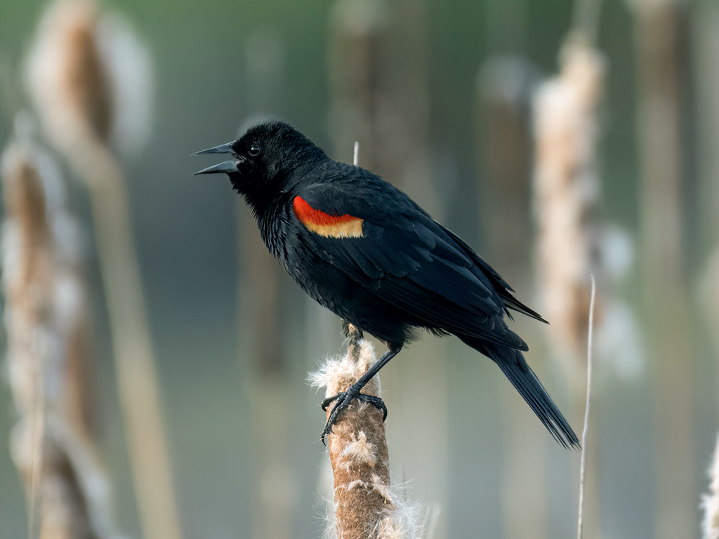 Red-Winged Blackbird