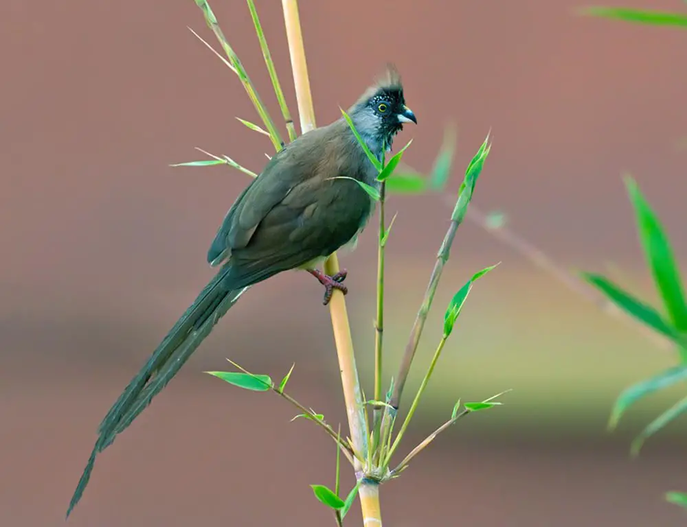 Red-backed Mousebird