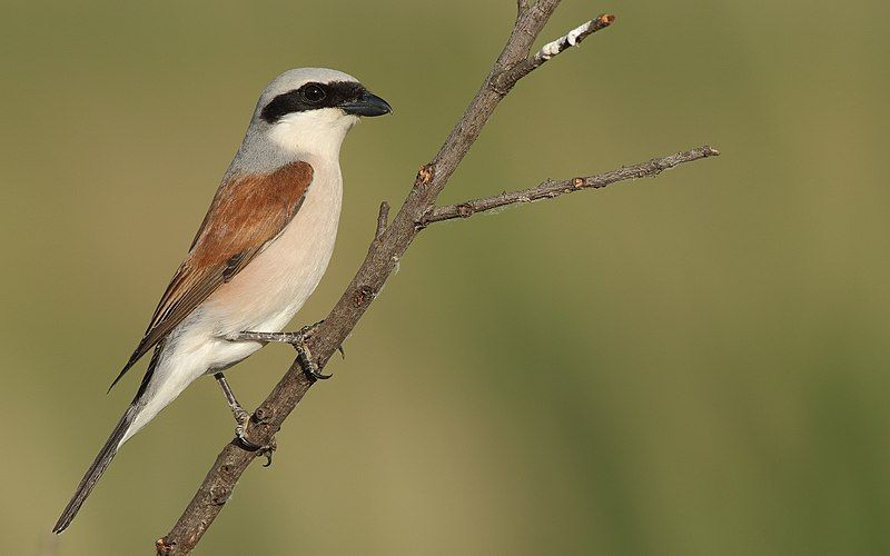 Red-backed_shrike__14