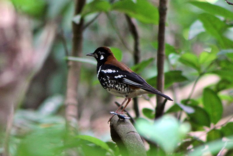 Red-backed_thrush__3