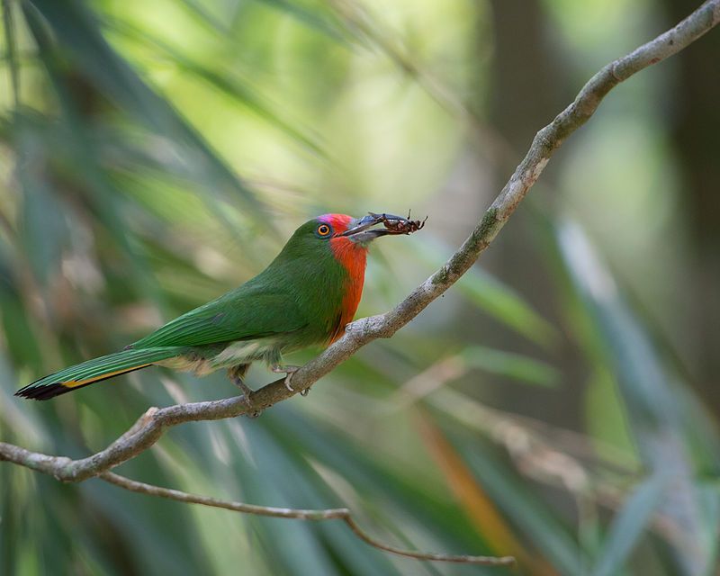 Red-bearded_bee-eater__24