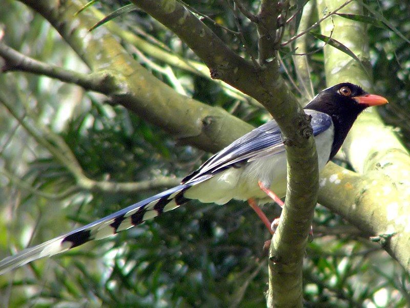 Red-billed_blue_magpie__23