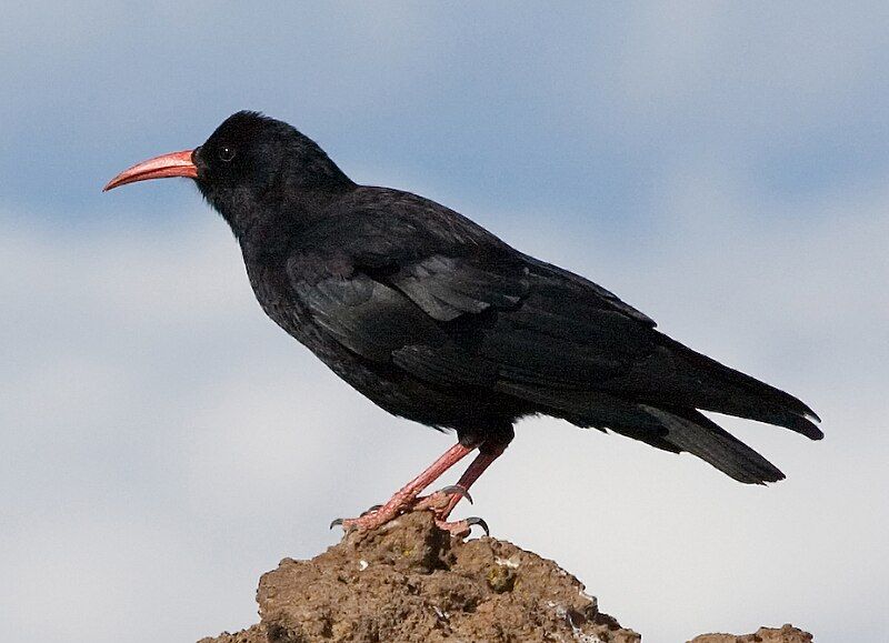 Red-billed_chough__17