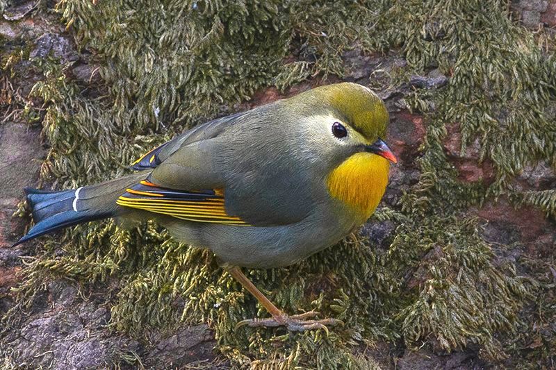 Red-billed_leiothrix__22