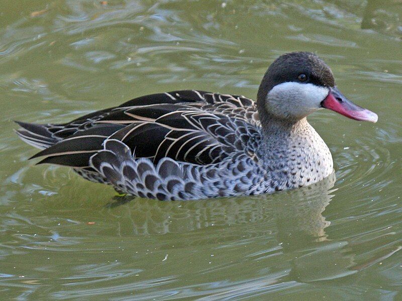 Red-billed_teal__16