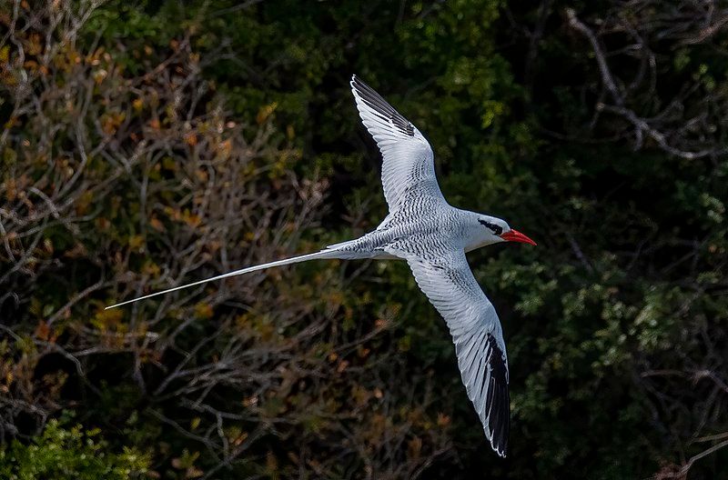 Red-billed_tropicbird__11