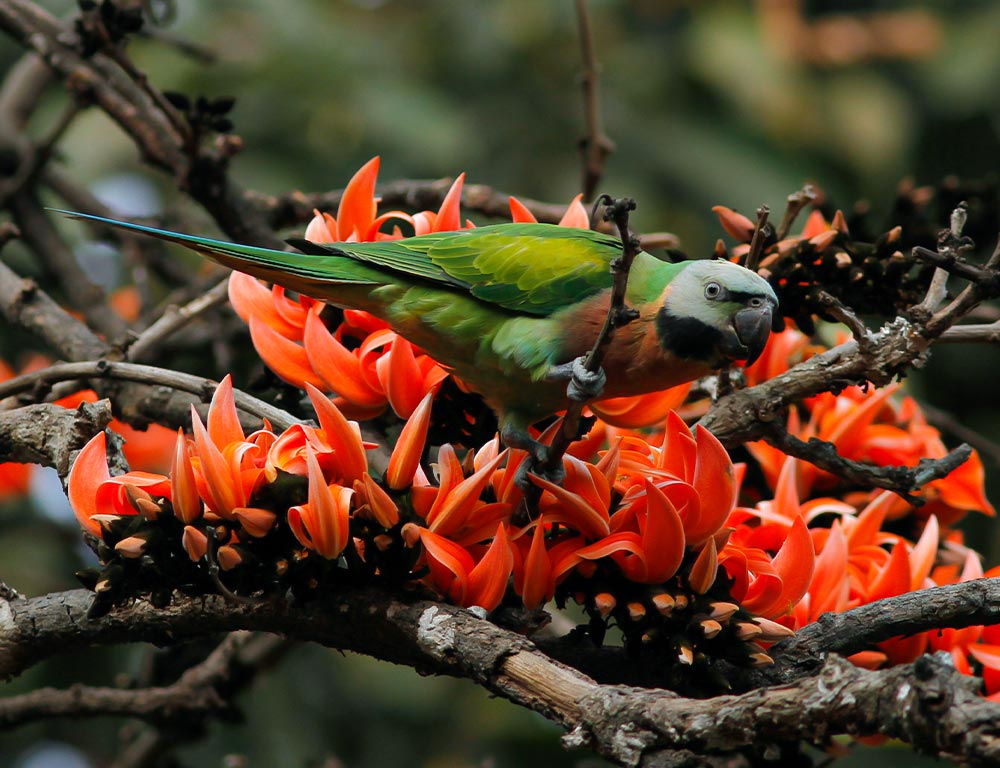 Red-breasted Parakeet