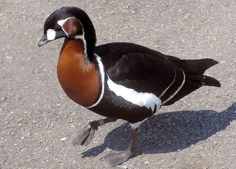 Red-breasted_goose__11
