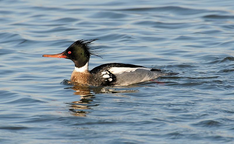 Red-breasted_merganser__1