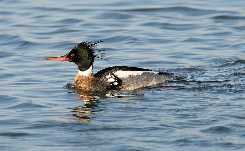 Red-breasted_merganser__17