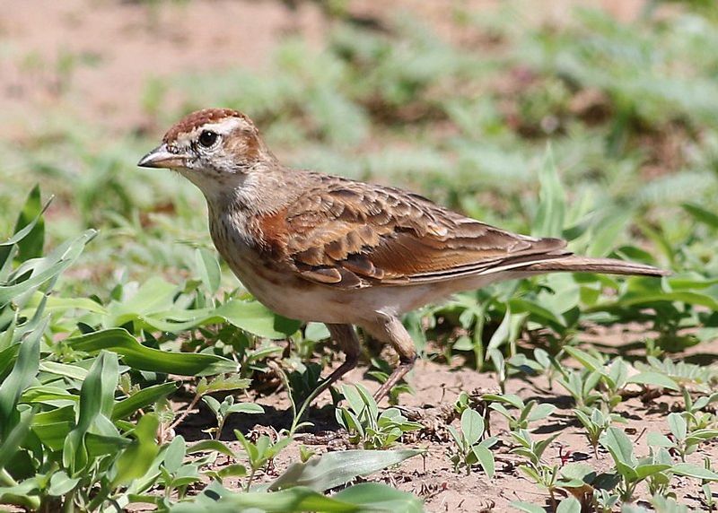 Red-capped_lark__35