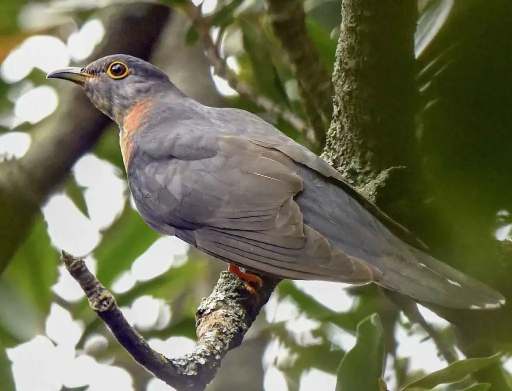 Red-Chested Cuckoo