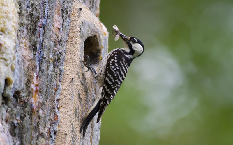 Red-cockaded Woodpecker