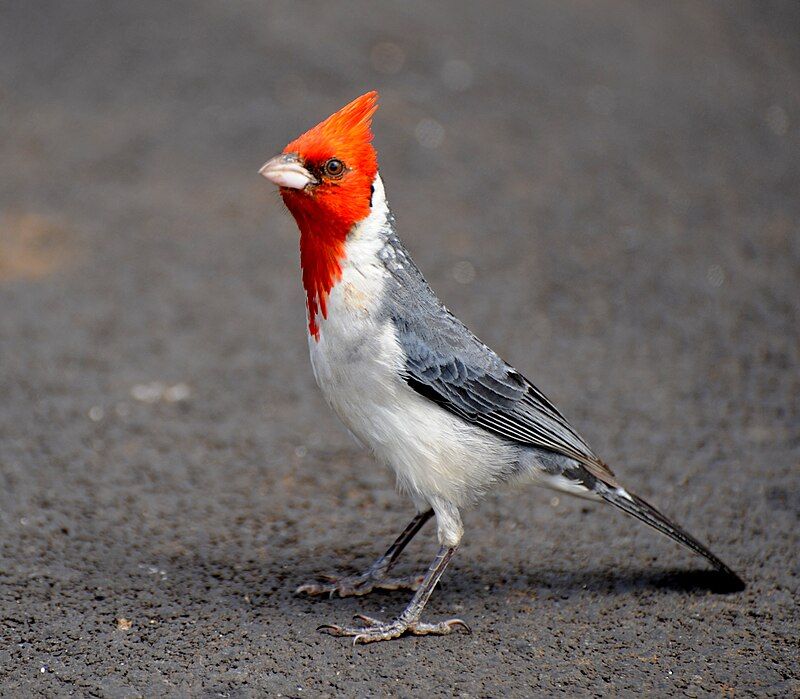 Red-crested_cardinal__5