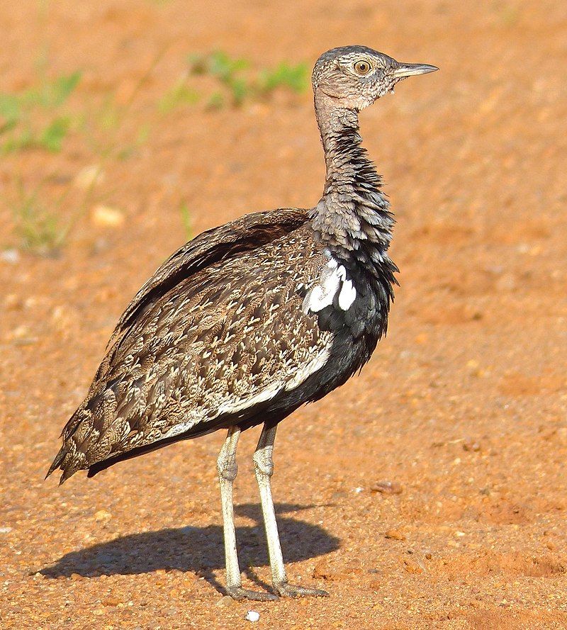 Red-crested_korhaan__14