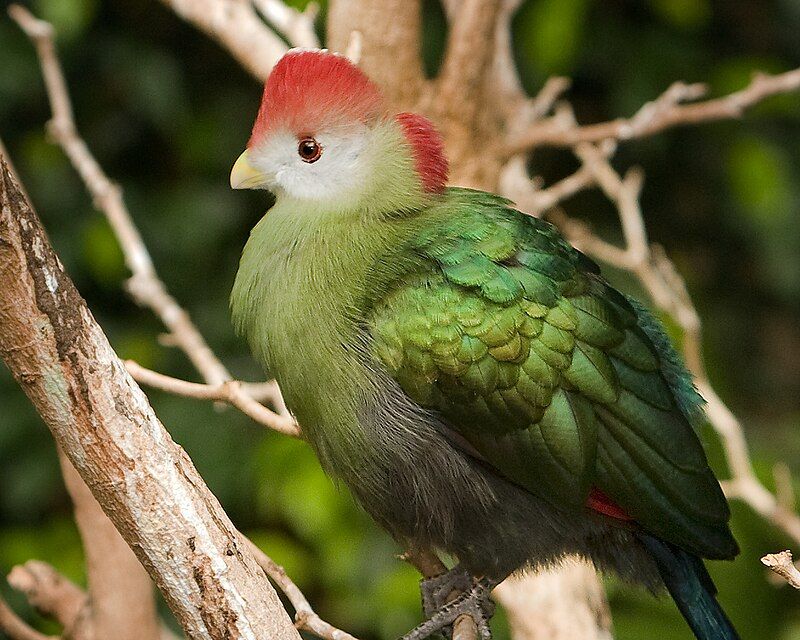 Red-crested_turaco__4