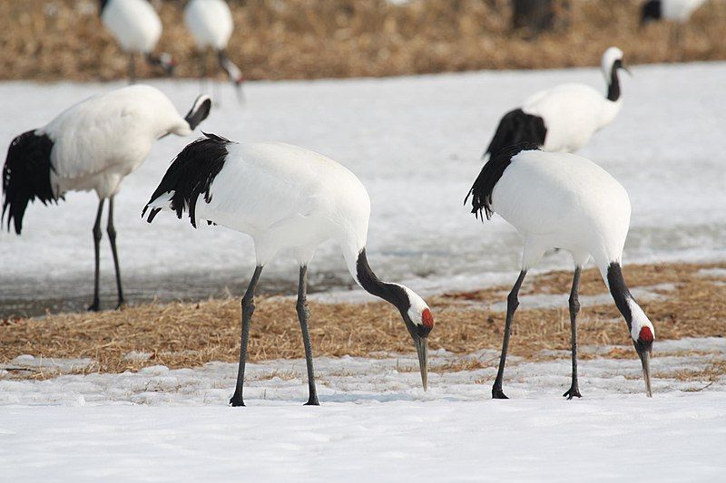 Red-crowned_crane__16