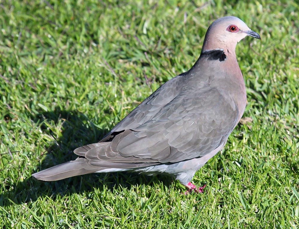 Red-eyed Dove