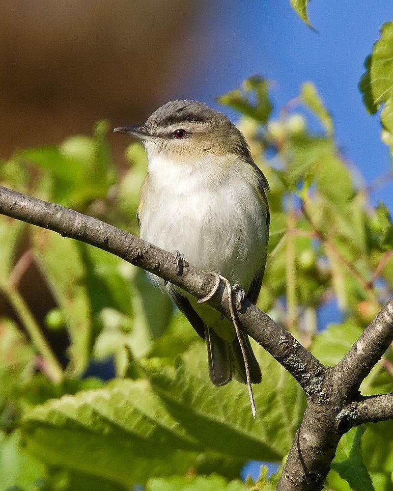 Red-eyed_vireo__6