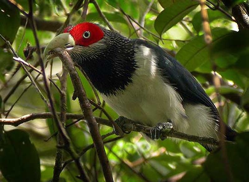 Red-faced_malkoha__3