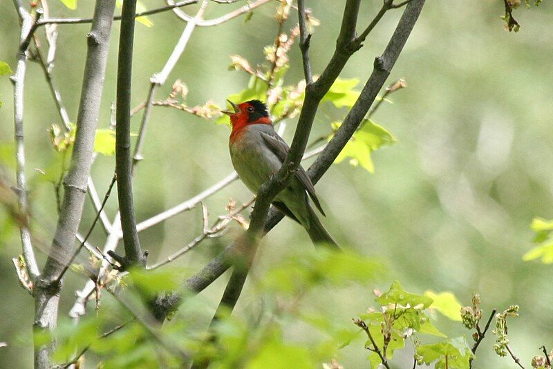 Red-faced_warbler__7