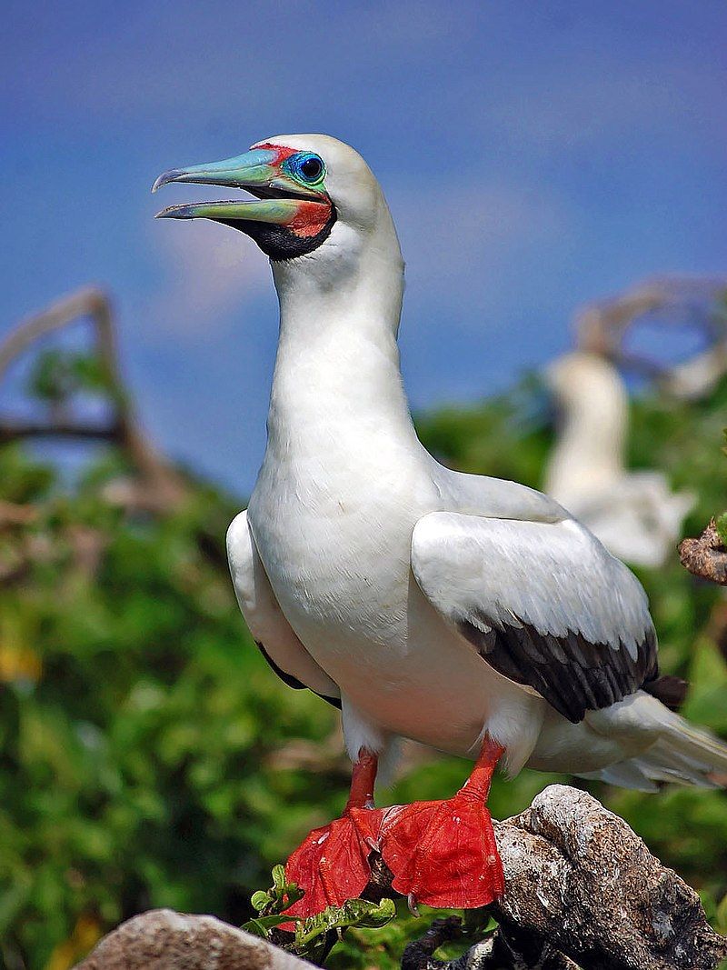 Red-footed_booby__23