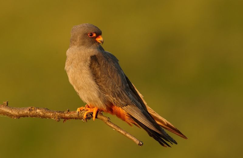 Red-footed_falcon__5