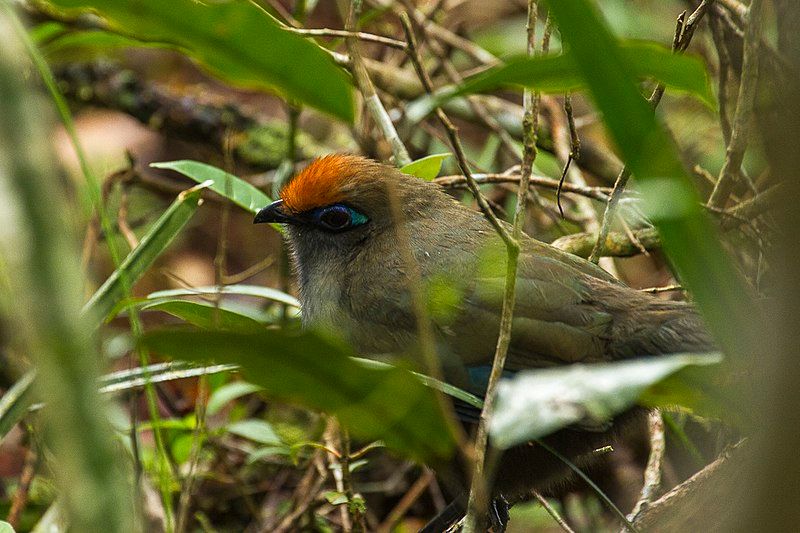 Red-fronted_coua__23