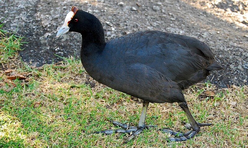 Red-knobbed_coot__12