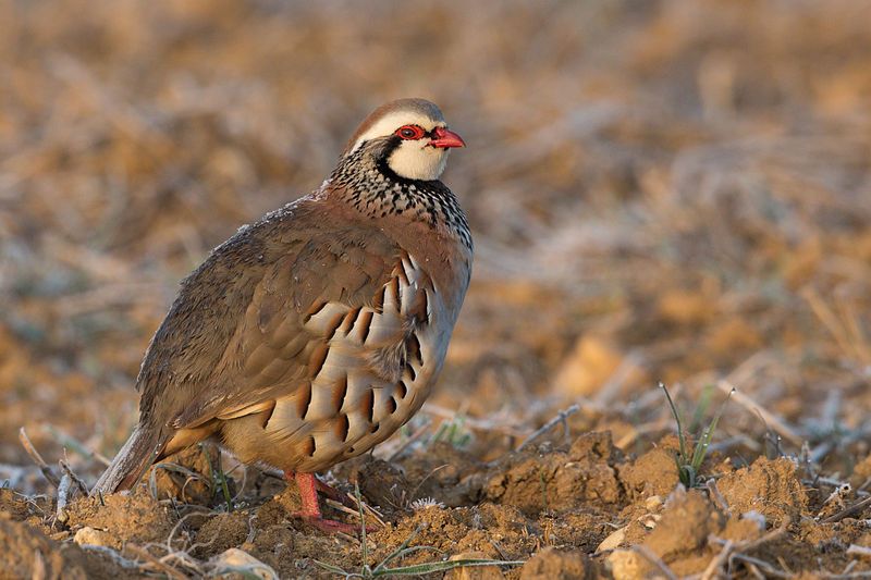 Red-legged_partridge__10