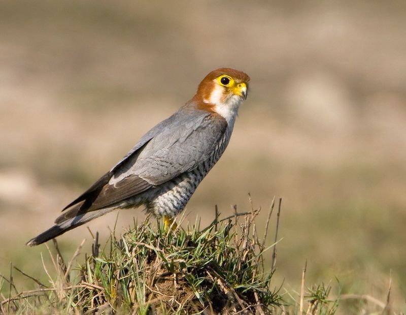 Red-necked_falcon__13