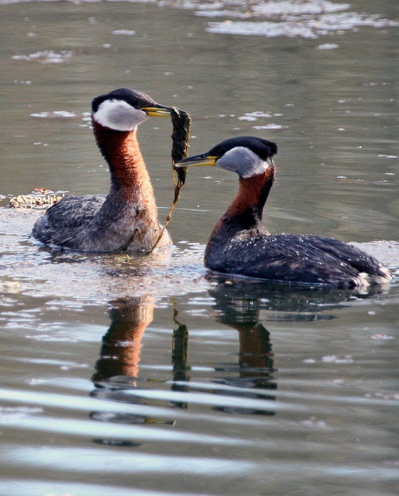 Red-necked_grebe__10