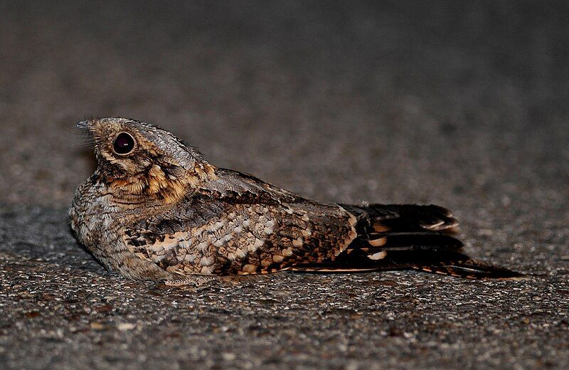 Red-necked_nightjar__22