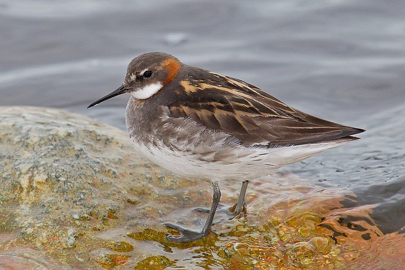 Red-necked_phalarope__11