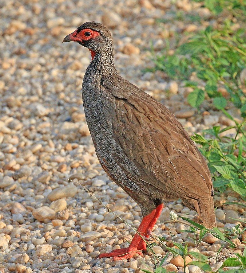 Red-necked_spurfowl__17