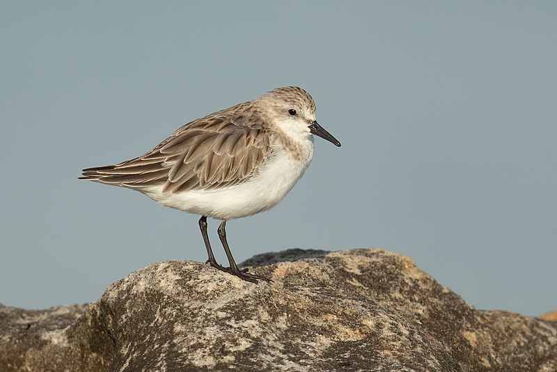 Red-necked_stint__17