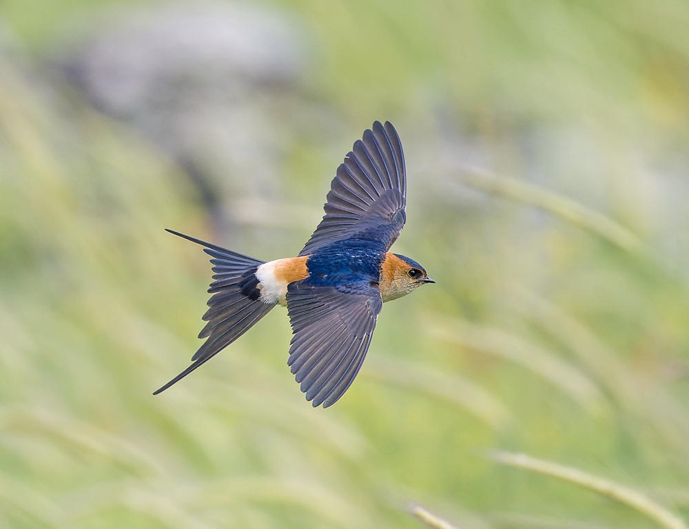 Red-rumped Swallow