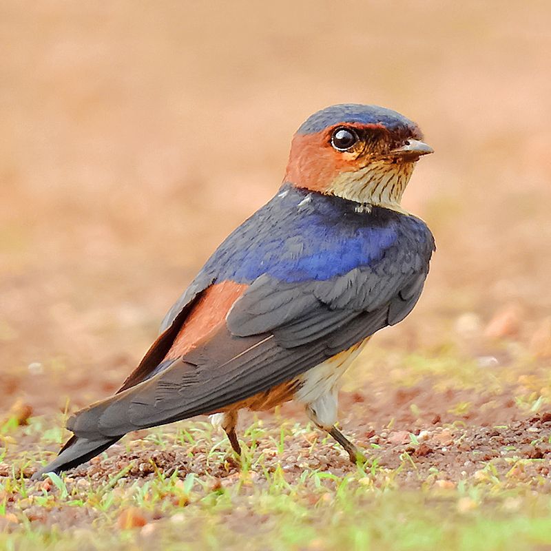 Red-rumped_swallow__13