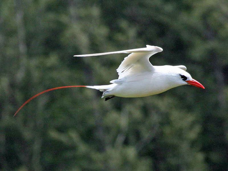 Red-tailed_tropicbird__16