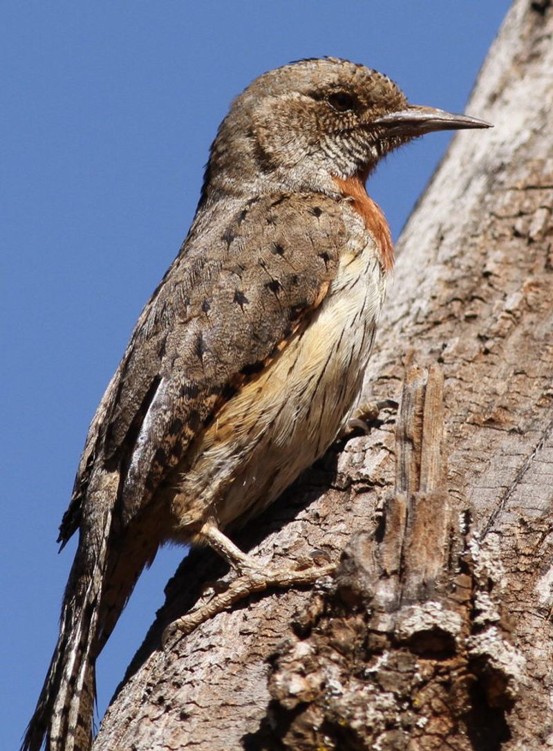 Red-throated_wryneck__5