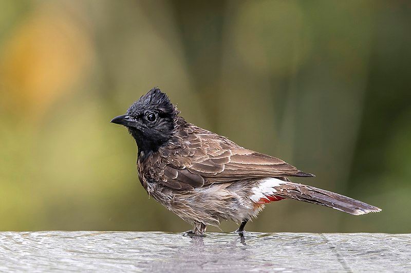 Red-vented_bulbul__20