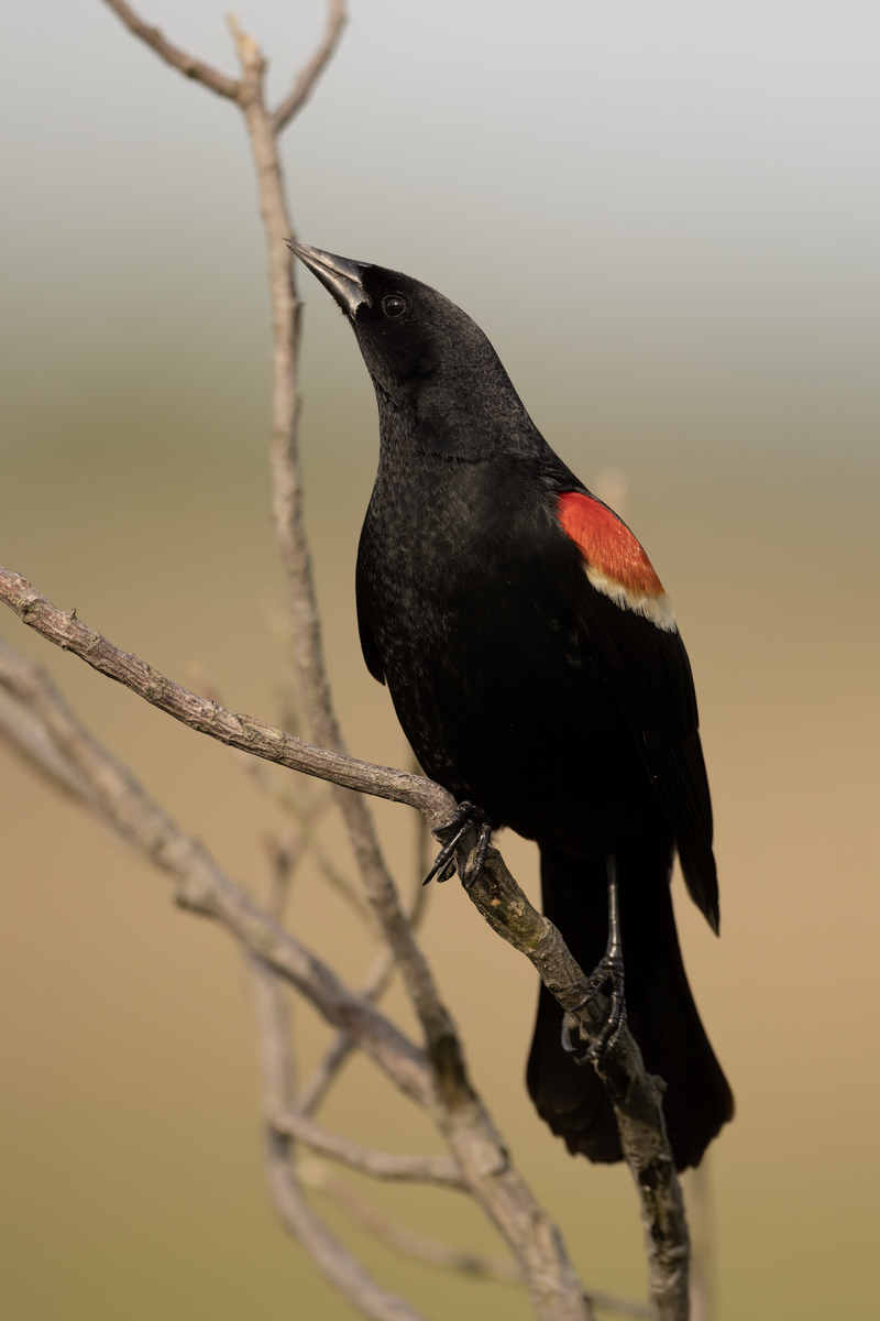 Red-winged_blackbird__11