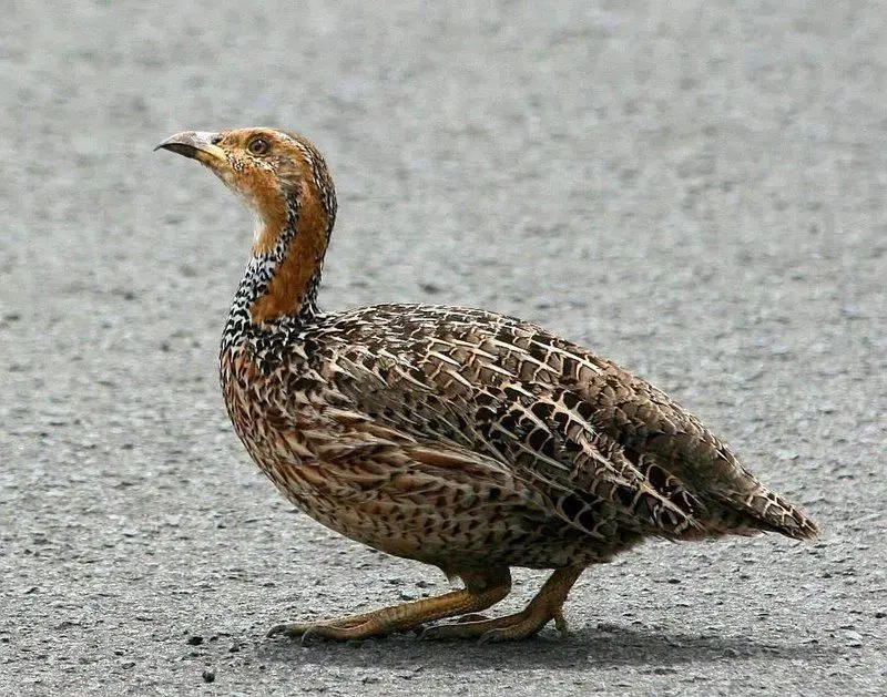 Red-winged_francolin__13