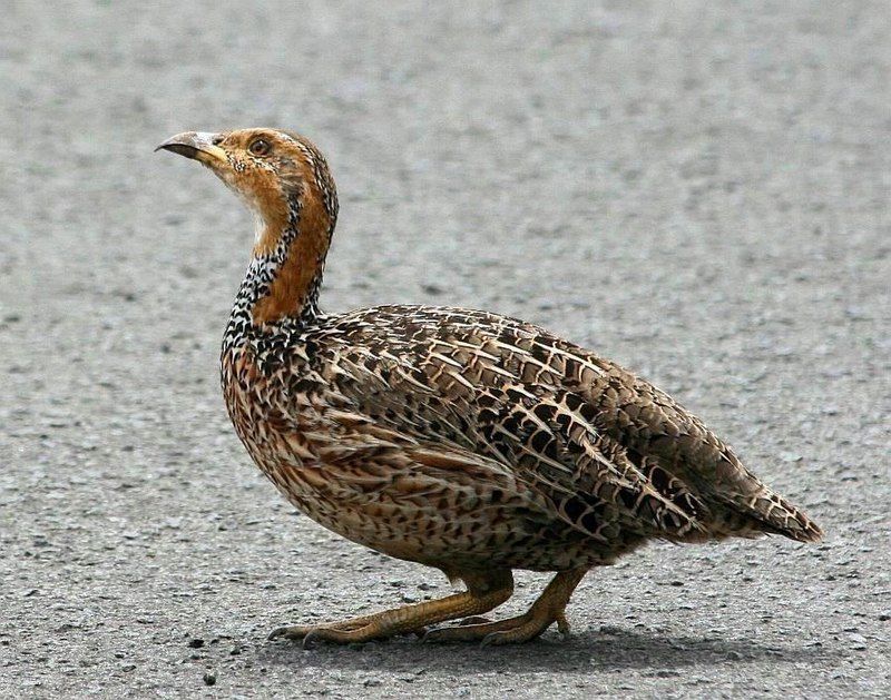 Red-winged_francolin__19