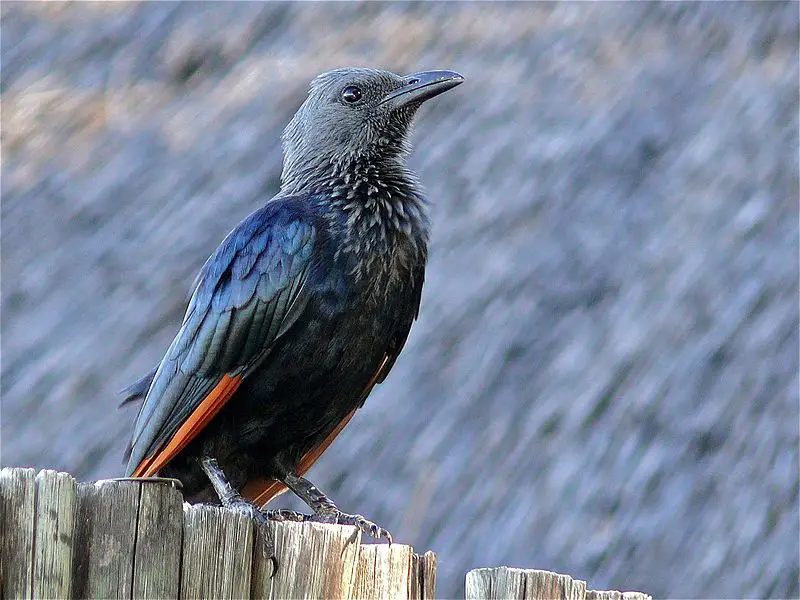 Red-winged_starling__27